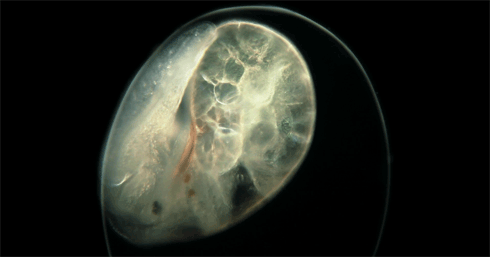 microscopic02