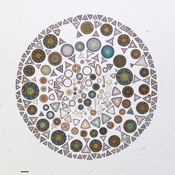 diatom-1